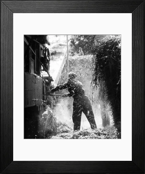 Framed Print : Haymaking with a threshing machine 1930s Framed Print : Haymaking with a threshing machine 1930s