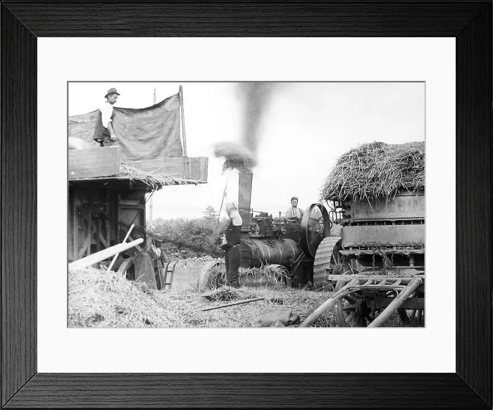 Framed Print : Haymaking with a traction engine early 1900s Framed Print : Haymaking with a traction engine early 1900s