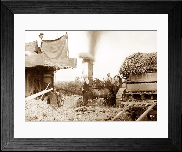 Framed Print : Threshing with a traction engine Framed Print : Threshing with a traction engine