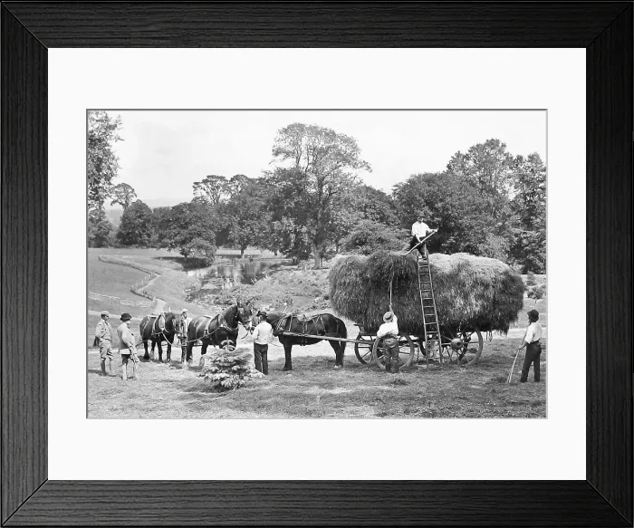 Framed Print : Haymaking Victorian period Framed Print : Haymaking Victorian period