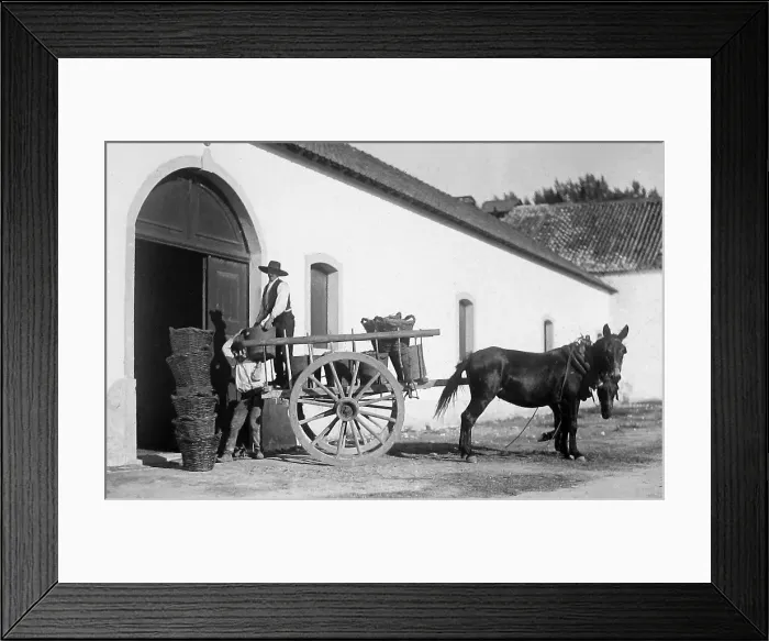 Framed Print : Portugal Bacalhoa in 1906 Framed Print : Portugal Bacalhoa in 1906