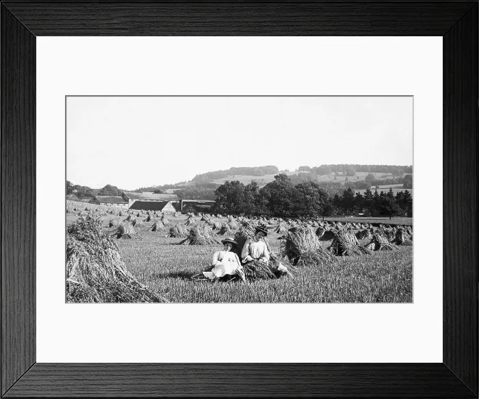 Framed Print : Box Hill Dorking haymaking Victorian period Framed Print : Box Hill Dorking haymaking Victorian period