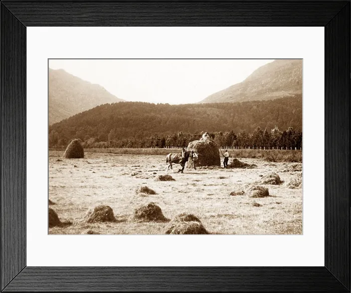 Framed Print : Dunoon Haymaking Victorian period Framed Print : Dunoon Haymaking Victorian period