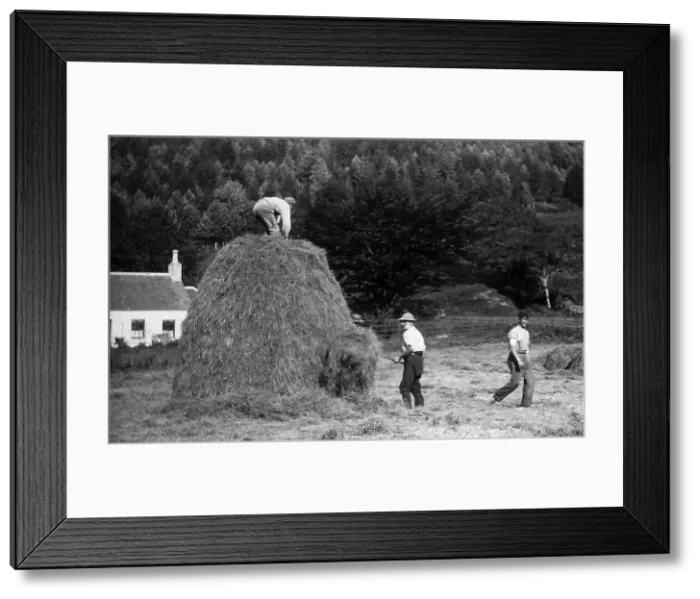 Framed Print : Haymaking near Dunoon, Scotland Framed Print : Haymaking near Dunoon, Scotland