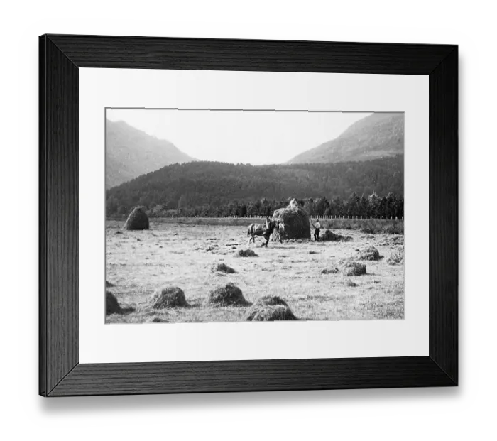 Framed Print : haymaking near Dunoon, Scotland Framed Print : haymaking near Dunoon, Scotland