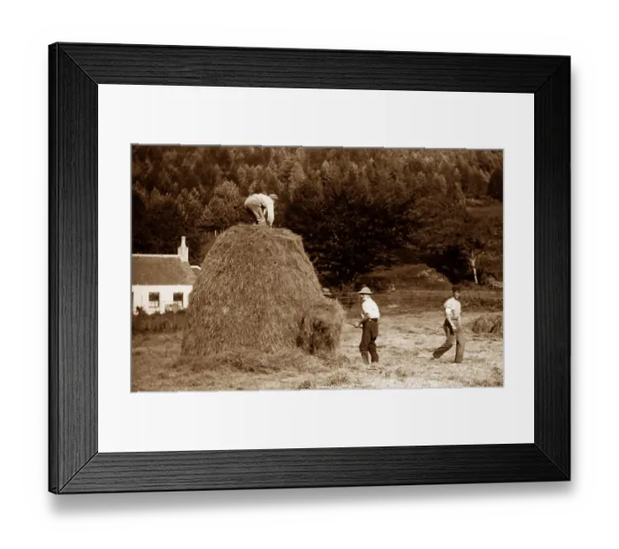 Framed Print : Dunoon Haymaking Victorian period Framed Print : Dunoon Haymaking Victorian period