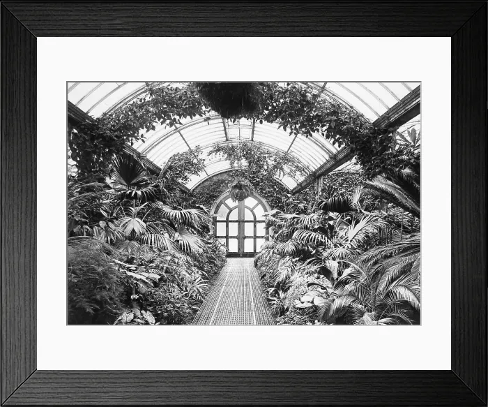 Framed Print : Welbeck Abbey The Palm House Victorian period Framed Print : Welbeck Abbey The Palm House Victorian period