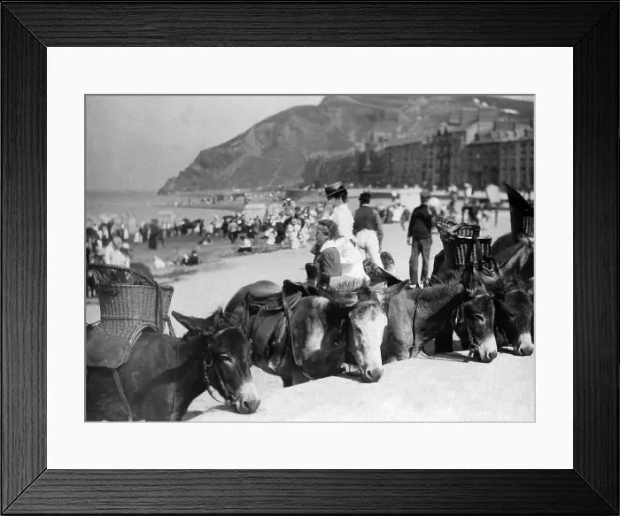 Framed Print : Aberystwyth donkeys on the beach, Wales Framed Print : Aberystwyth donkeys on the beach, Wales