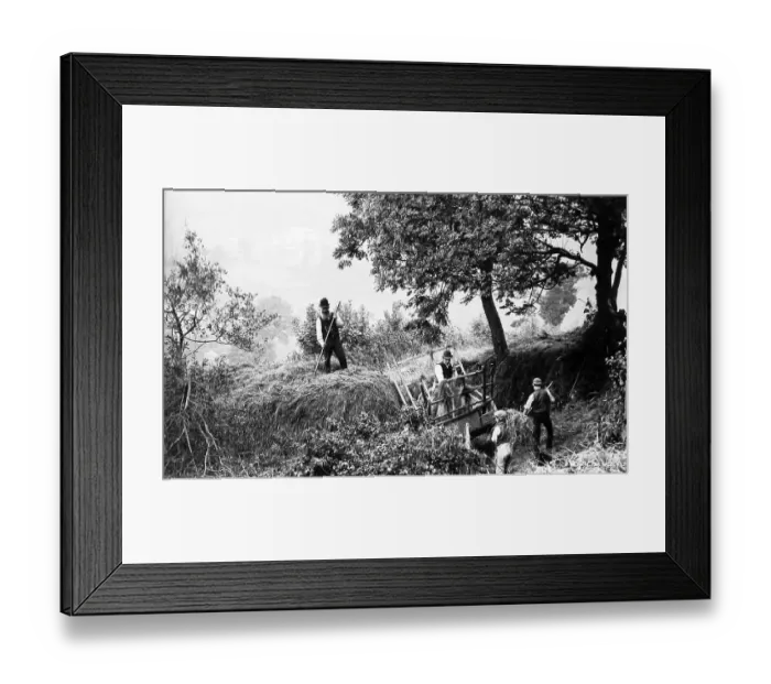 Framed Print : Haymaking in Branscombe, Devon Framed Print : Haymaking in Branscombe, Devon