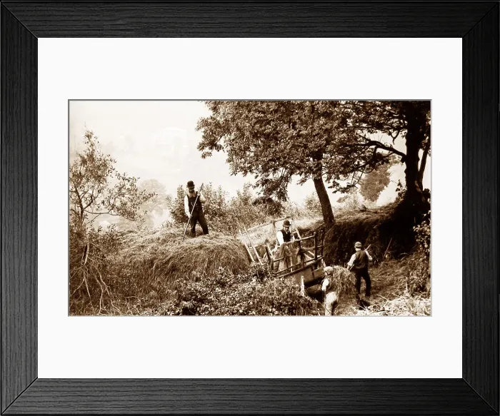 Framed Print : Branscombe haymaking probably taken in 1888 Framed Print : Branscombe haymaking probably taken in 1888