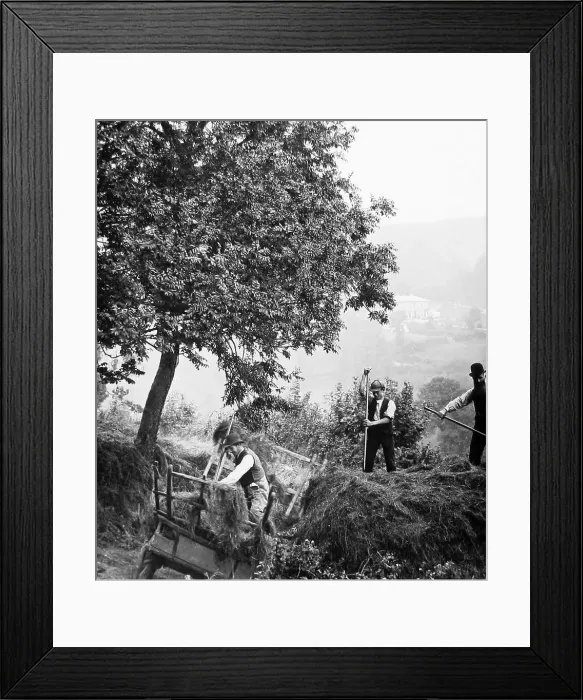 Framed Print : 6 Haymaking in Branscombe, Devon Framed Print : 6 Haymaking in Branscombe, Devon