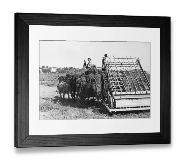 Framed Print : Loading Alfalfa Hay Lincoln Nebraska USA early 1900s Framed Print : Loading Alfalfa Hay Lincoln Nebraska USA early 1900s