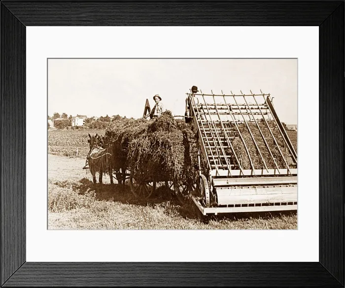 Framed Print : Loading Alfalfa Hay Lincoln Nebraska USA early 1900s Framed Print : Loading Alfalfa Hay Lincoln Nebraska USA early 1900s