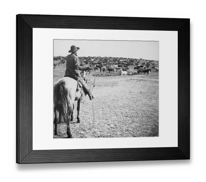 Framed Print : Cattle round-up Sherman Ranch Geneseo Kansas USA early 1900s