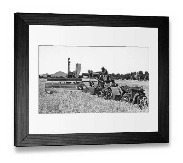 Framed Print : Harvesting barley Fort Collins Colorado USA early 1900s Framed Print : Harvesting barley Fort Collins Colorado USA early 1900s