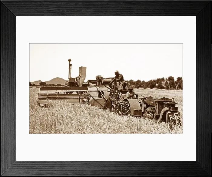 Framed Print : Harvesting barley Fort Collins Colorado USA early 1900s Framed Print : Harvesting barley Fort Collins Colorado USA early 1900s