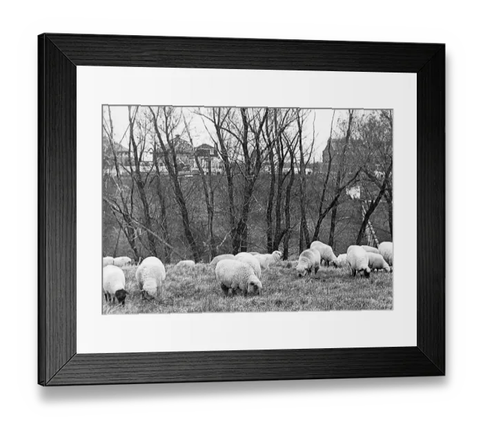 Framed Print : Cotswold, Shropshire and Oxford sheep in pasture Iowa USA Framed Print : Cotswold, Shropshire and Oxford sheep in pasture Iowa USA