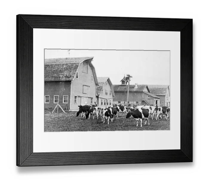 Framed Print : Holstein cattle Lakemills Wisconsin USA early 1900s Framed Print : Holstein cattle Lakemills Wisconsin USA early 1900s