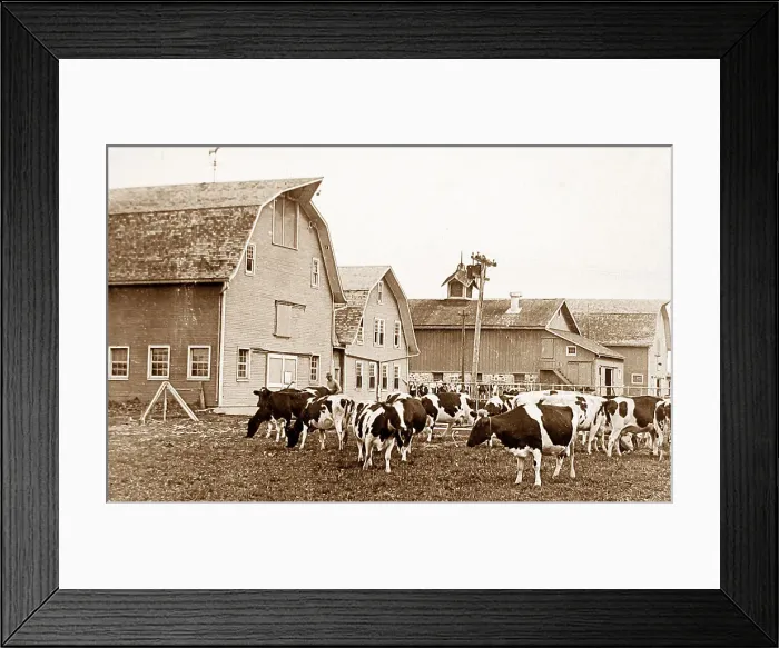 Framed Print : Holstein cattle Lakemills Wisconsin USA early 1900s Framed Print : Holstein cattle Lakemills Wisconsin USA early 1900s