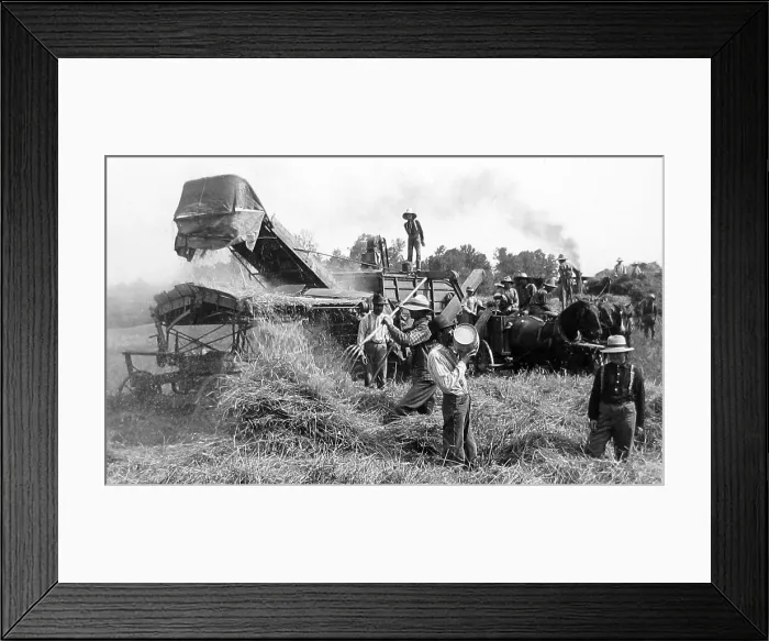 Framed Print : Threshing wheat in Illinois USA early 1900s Framed Print : Threshing wheat in Illinois USA early 1900s