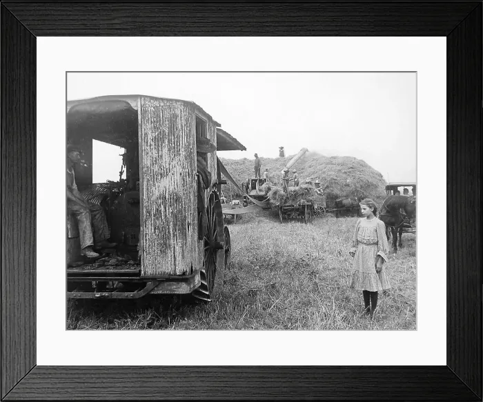 Framed Print : Threshing oats Illinois USA early 1900s Framed Print : Threshing oats Illinois USA early 1900s