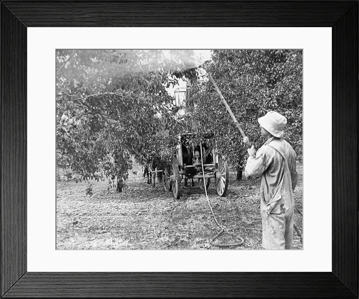 Framed Print : Spraying apples Hilton USA early 1900s Framed Print : Spraying apples Hilton USA early 1900s