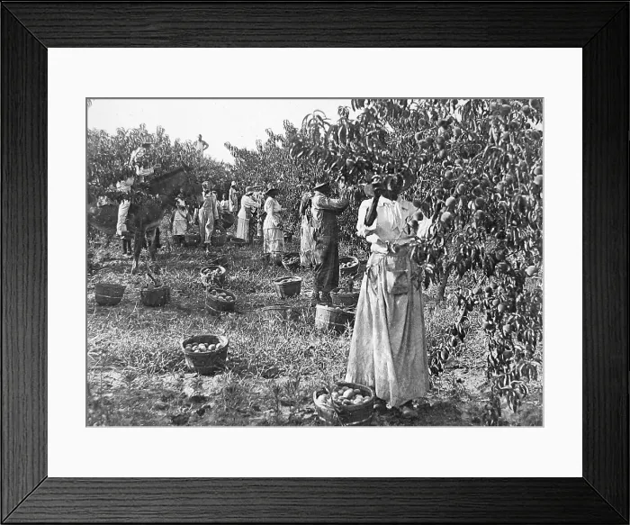 Framed Print : Gathering peaches Delaware USA early 1900s Framed Print : Gathering peaches Delaware USA early 1900s