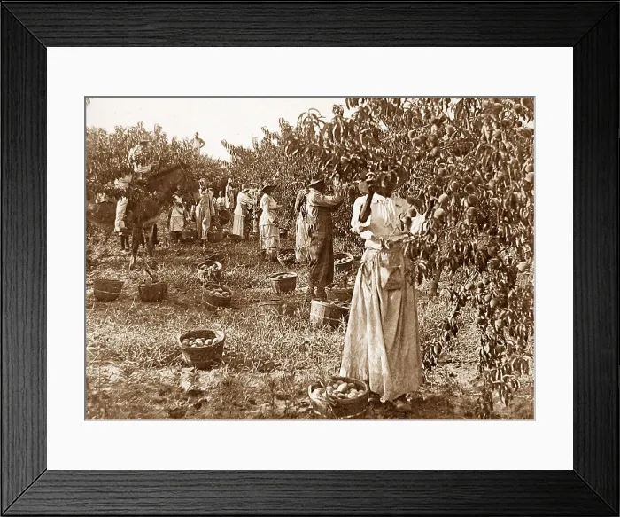 Framed Print : Gathering peaches Delaware USA early 1900s Framed Print : Gathering peaches Delaware USA early 1900s