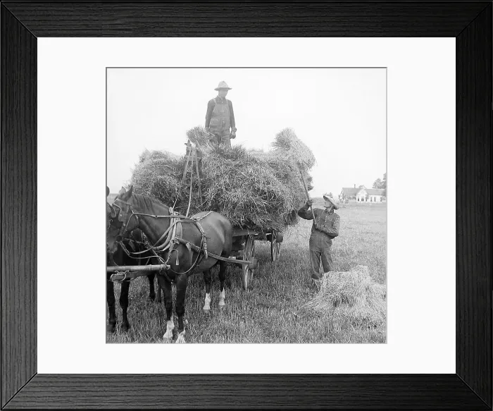 Framed Print : Loading oats Illinois USA early 1900s Framed Print : Loading oats Illinois USA early 1900s
