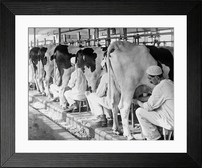Framed Print : A dairy Plainsboro New Jersey USA early 1900s Framed Print : A dairy Plainsboro New Jersey USA early 1900s