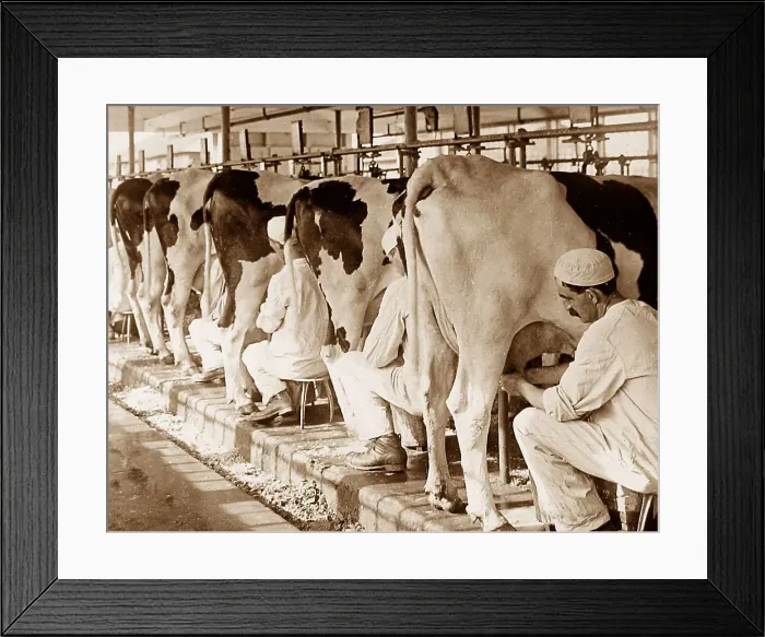 Framed Print : A dairy Plainsboro New Jersey USA early 1900s Framed Print : A dairy Plainsboro New Jersey USA early 1900s