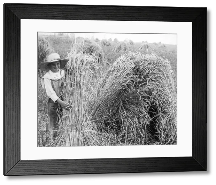 Framed Print : A rye field Illinois USA early 1900s Framed Print : A rye field Illinois USA early 1900s