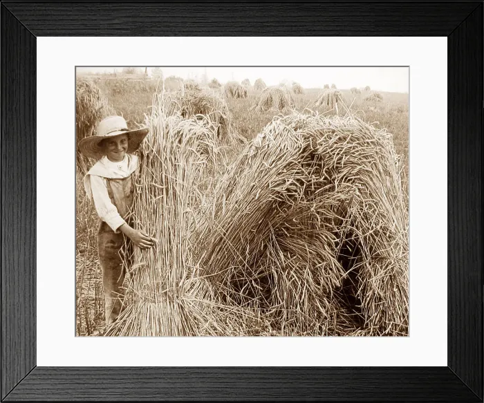 Framed Print : A rye field Illinois USA early 1900s Framed Print : A rye field Illinois USA early 1900s