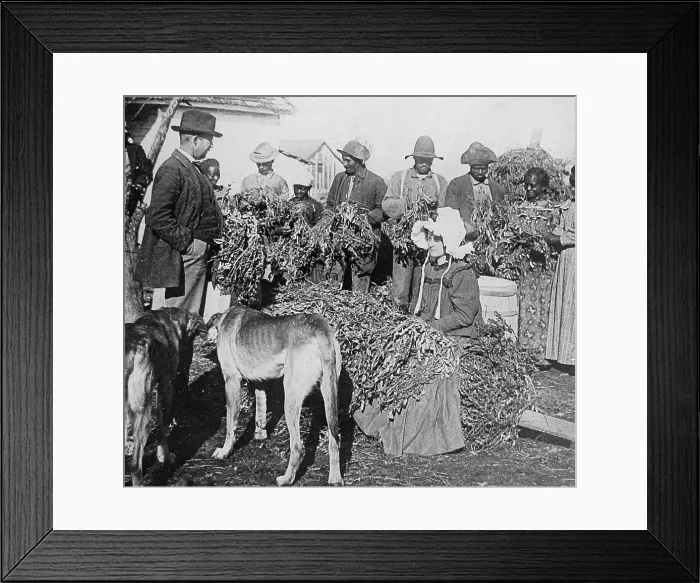 Framed Print : Harvesting peanuts Arkansas USA early 1900s Framed Print : Harvesting peanuts Arkansas USA early 1900s