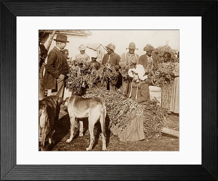 Framed Print : Harvesting peanuts Arkansas USA early 1900s Framed Print : Harvesting peanuts Arkansas USA early 1900s