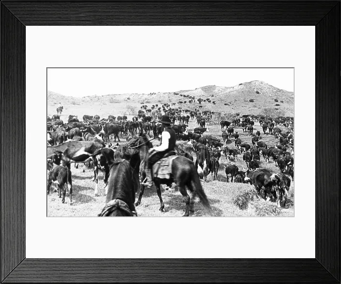 Framed Print : Cattle drive Paloduro Ranch Texas USA early 1900s Framed Print : Cattle drive Paloduro Ranch Texas USA early 1900s