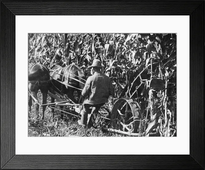 Framed Print : Corn binder Crawford County Pennsylvania USA early 1900s Framed Print : Corn binder Crawford County Pennsylvania USA early 1900s