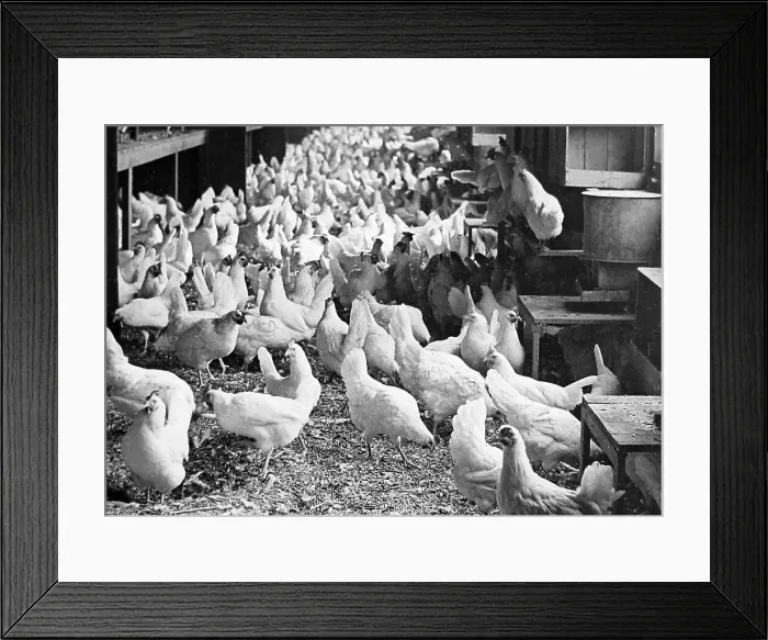 Framed Print : Corning Egg Farm, Bound Brook, New Jersey, USA early 1900s Framed Print : Corning Egg Farm, Bound Brook, New Jersey, USA early 1900s