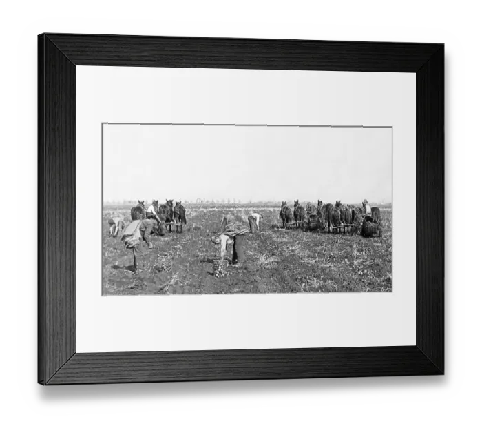 Framed Print : Potato digging machines Moorhead Minnesota USA early 1900s Framed Print : Potato digging machines Moorhead Minnesota USA early 1900s
