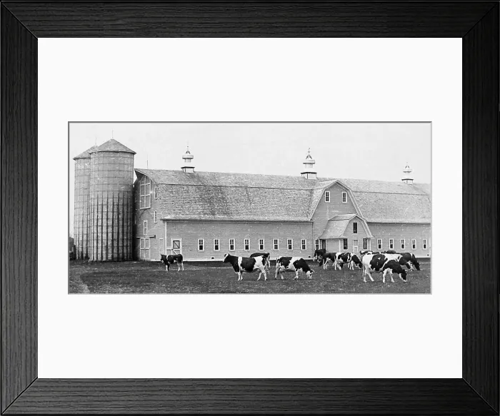 Framed Print : Holstein cattle Moorhead Minnesota USA early 1900s Framed Print : Holstein cattle Moorhead Minnesota USA early 1900s