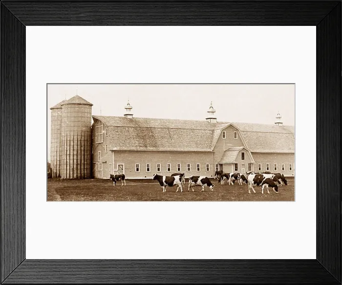 Framed Print : Holstein cattle Moorhead Minnesota USA early 1900s Framed Print : Holstein cattle Moorhead Minnesota USA early 1900s