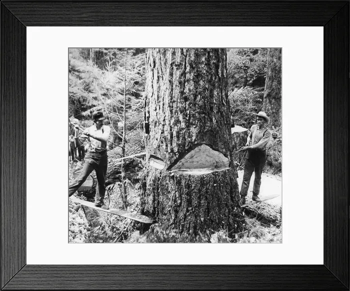 Framed Print : Lumberjacks Washington State USA early 1900s Framed Print : Lumberjacks Washington State USA early 1900s