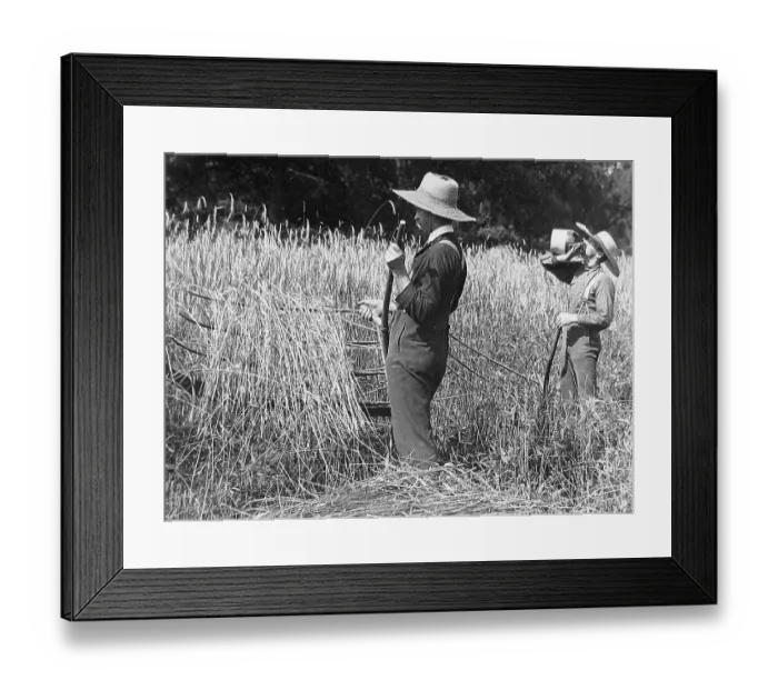 Framed Print : Cutting wheat with a cradle Pennsylvania USA early 1900s Framed Print : Cutting wheat with a cradle Pennsylvania USA early 1900s