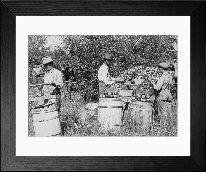 Framed Print : Picking, sorting and packing apples Missouri USA early 1900s Framed Print : Picking, sorting and packing apples Missouri USA early 1900s