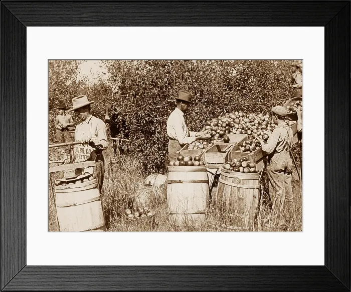 Framed Print : Picking, sorting and packing apples Missouri USA early 1900s Framed Print : Picking, sorting and packing apples Missouri USA early 1900s