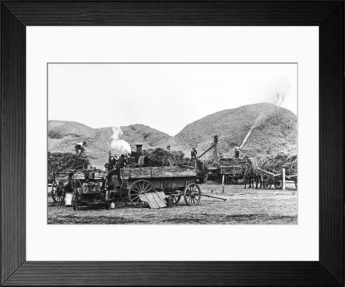 Framed Print : Threshing wheat North Dakota USA early 1900s Framed Print : Threshing wheat North Dakota USA early 1900s