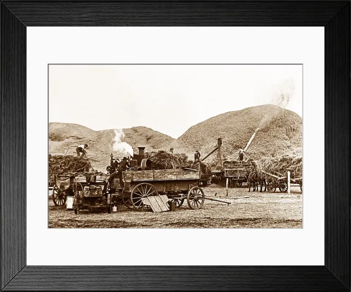 Framed Print : Threshing wheat North Dakota USA early 1900s Framed Print : Threshing wheat North Dakota USA early 1900s