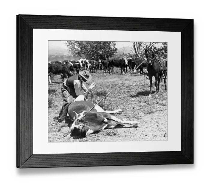 Framed Print : Kansas USA Cowboy using lasso possibly 1920s Framed Print : Kansas USA Cowboy using lasso possibly 1920s