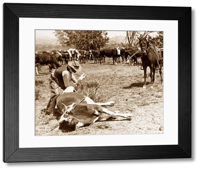Framed Print : Kansas USA Cowboy using lasso possibly 1920s Framed Print : Kansas USA Cowboy using lasso possibly 1920s