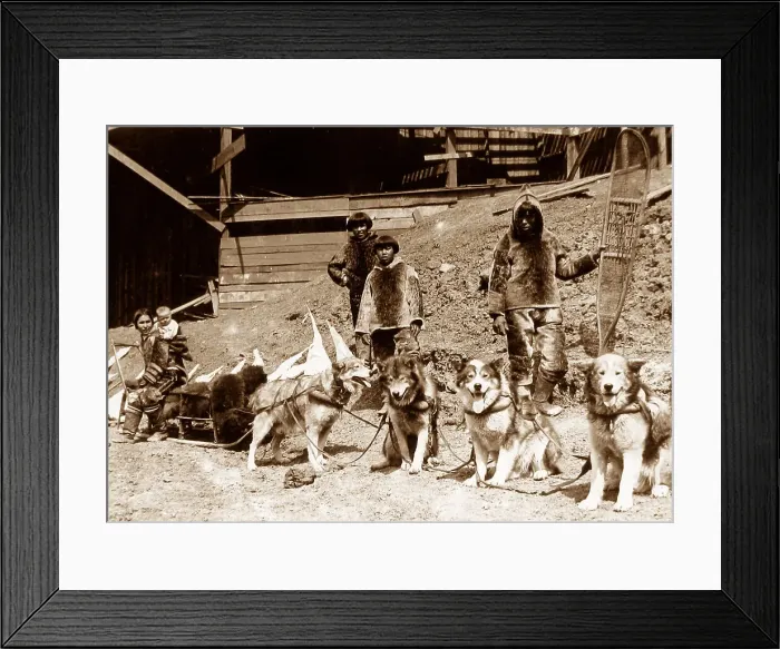Framed Print : Eskimo dog team St. Louis World's Fair USA in 1904 Framed Print : Eskimo dog team St. Louis World's Fair USA in 1904